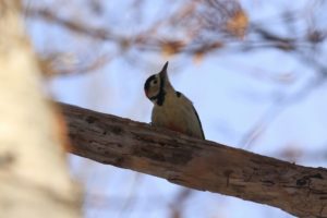 アカゲラ2021年1月16日1