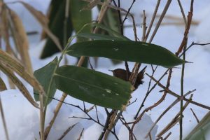 ミソサザイ2021年1月16日