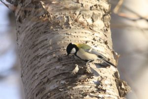 シジュウカラ2021年1月16日