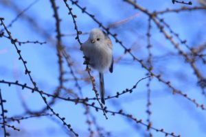 シマエナガ2021年1月16日