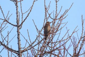 ツグミ2021年1月16日