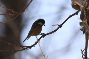 ヤマガラ2021年1月16日