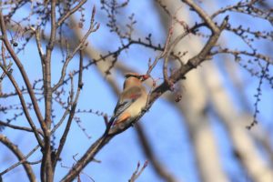 ヒレンジャク2021年1月24日