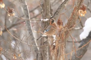 カケス2021年1月24日