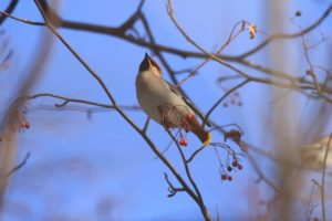 キレンジャク2021年1月24日