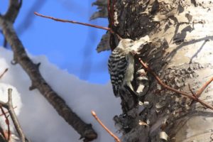 コゲラ2021年1月24日