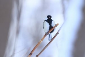 シジュウカラ雄2021年1月24日