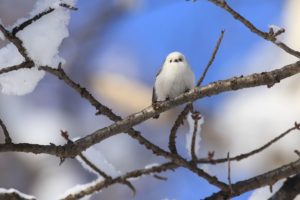 シマエナガ2021年1月24日1