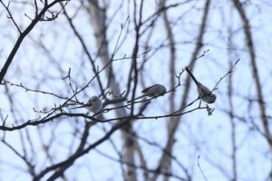 シマエナガ2021年1月24日3