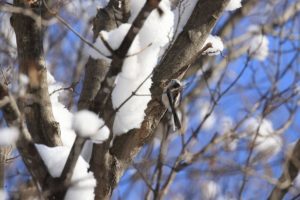 シマエナガ2021年1月24日2