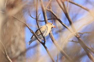 シメ雌2021年1月24日
