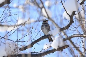 ツグミ2021年1月24日
