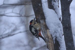 アカゲラ2021年1月30日