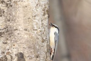 ゴジュウカラ2021年1月30日