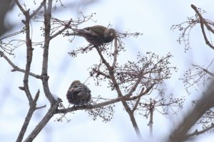 ハギマシコ2021年1月30日