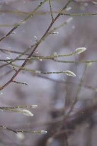 キタコブシ冬芽2021年1月30日