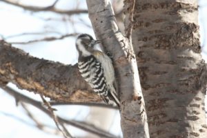 コゲラ2021年1月30日1