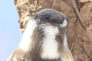 コゲラ2021年1月30日雄