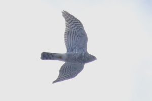 オオタカ2021年1月30日亜成鳥