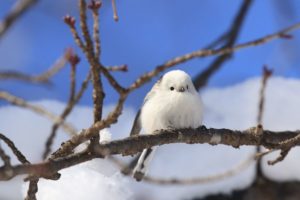 シマエナガ2021年1月30日