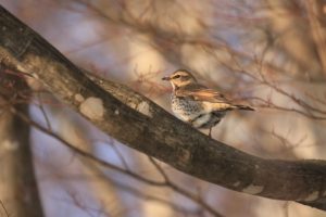 ツグミ2021年1月30日