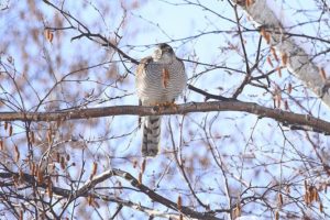 ハイタカ2021年1月9日