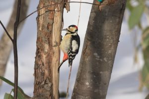 アカゲラ雄2021年2月6日
