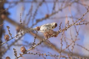 ベニヒワ雌2021年2月6日