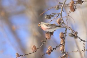 ベニヒワ雄2021年2月6日