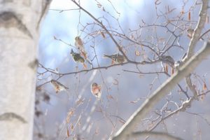 マヒワベニヒワ2021年2月6日