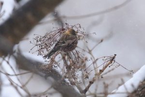 ハギマシコ2021年2月6日