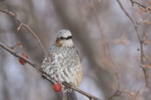 ヒヨドリ2021年2月6日