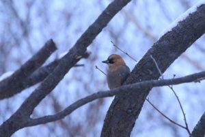 カケス2021年2月6日