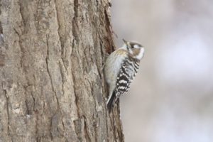 コゲラ2021年2月6日