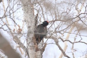クマゲラ2021年2月6日