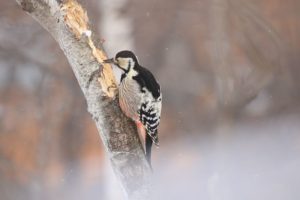 オオアカゲラ2021年2月6日