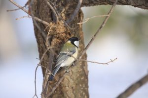シジュウカラ2021年2月6日