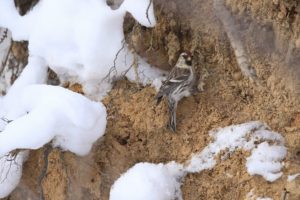 ベニヒワ雌2021年2月13日