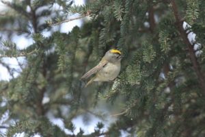 キクイタダキ雌2021年2月13日