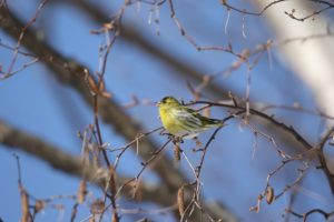 マヒワ雄2021年2月13日