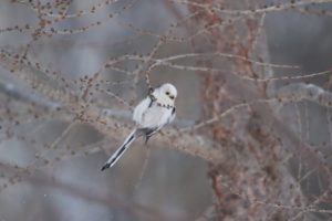 シマエナガ2021年2月13日1