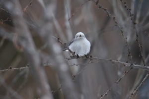 シマエナガ2021年2月13日2