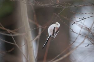 シマエナガ2021年2月13日3