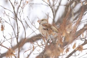 シメ雌2021年2月13日