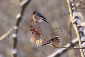 ウソ2021年2月13日