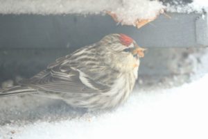 ベニヒワ雌2021年2月20日