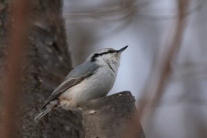 ゴジュウカラ2021年2月20日