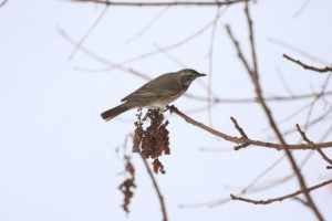 ハチジョウツグミ2021年2月20日