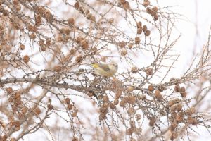 イスカ雌2021年2月20日