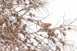 イスカ雄2021年2月20日